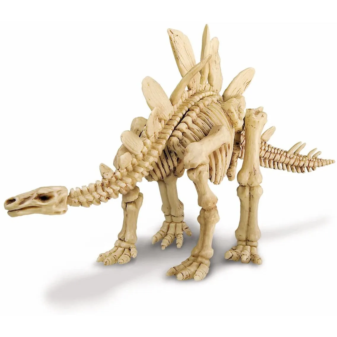4M dig a stegosaurus
