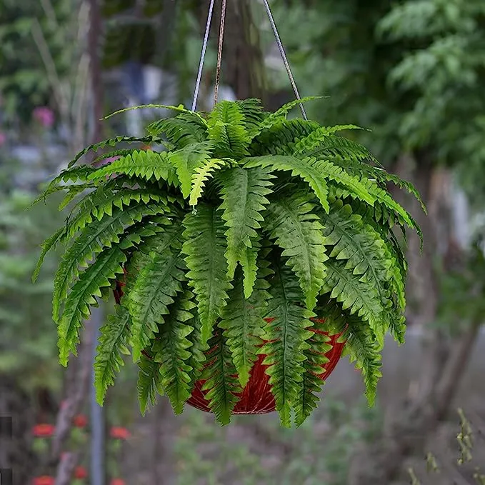 Bulk 2pcs 22 inches Tall Boston Fern Bush UV Resistant Plants for Outdoors Wholesale