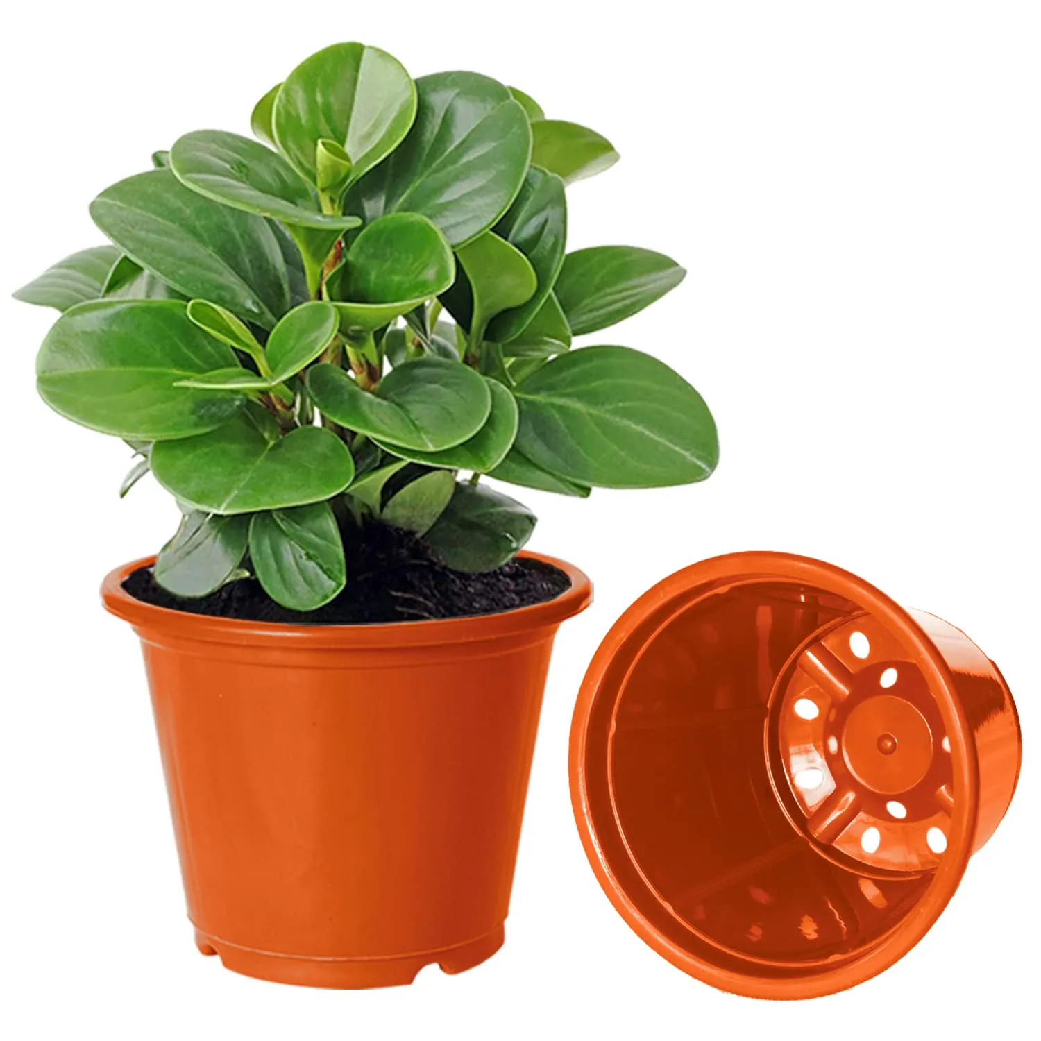 Kuber Industries Plastic Planters|Gamla|Flower Pots for Garden Nursery Home Décor,8"x6",Pack of 3 (Orange)